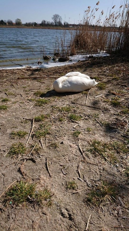 wildtiere2020 (443)