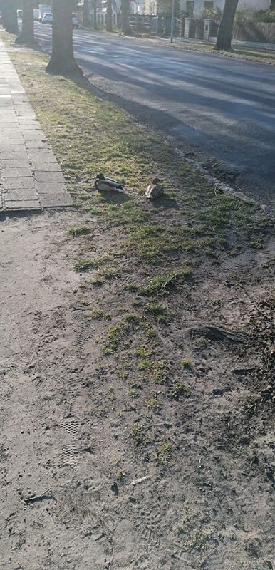 wildtiere2020 (444)