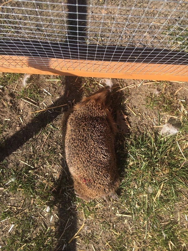 wildtiere2020 (453)
