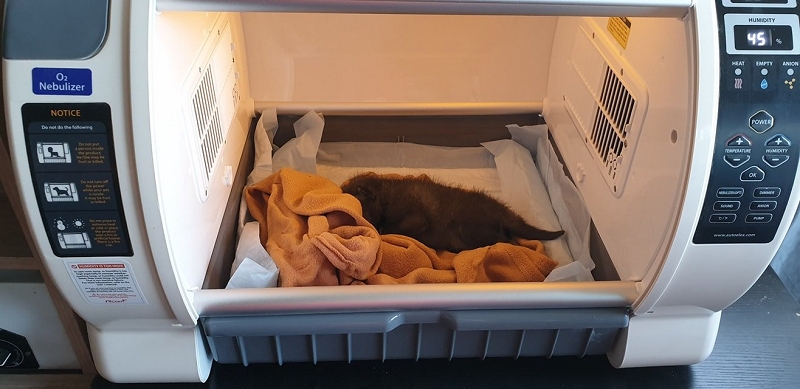 wildtiere2020 (454)
