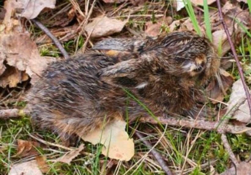 wildtiere2020 (456)