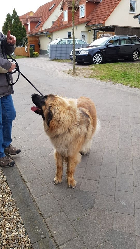 wildtiere2020 (458)