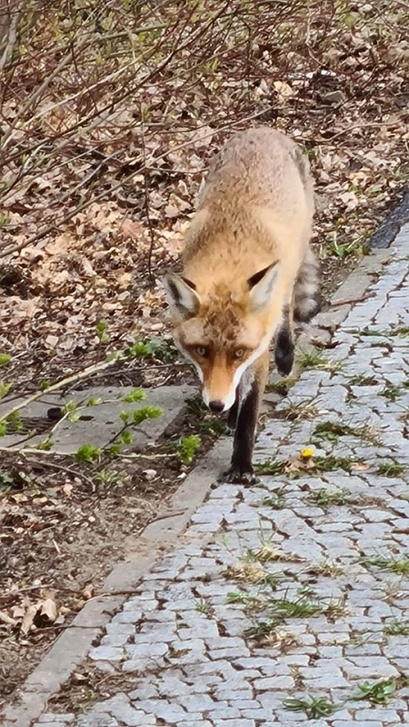 wildtiere2020 (462)