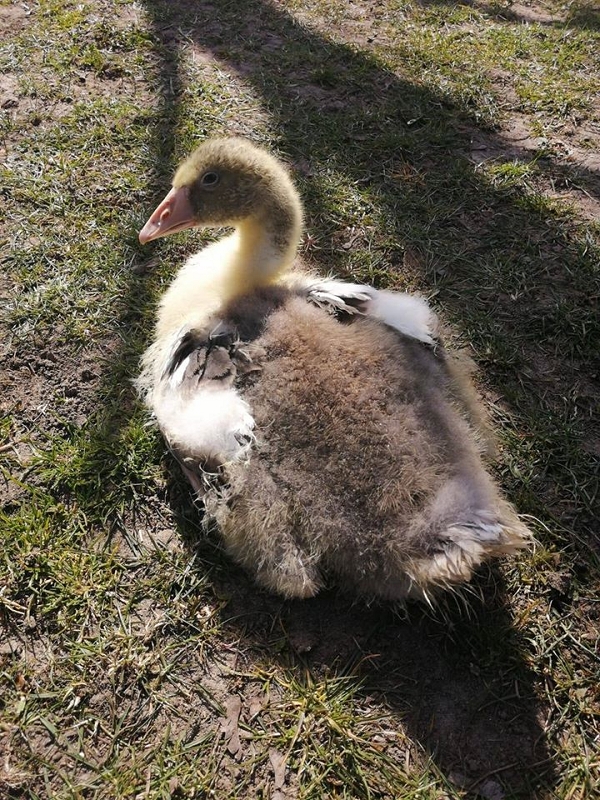 wildtiere2020 (463)