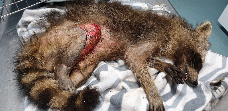 wildtiere2020 (467)