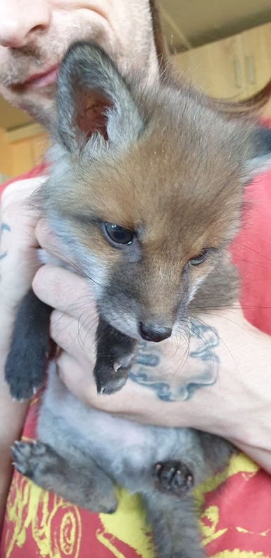 wildtiere2020 (471)