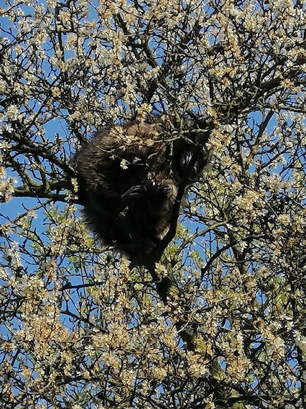 wildtiere2020 (472)
