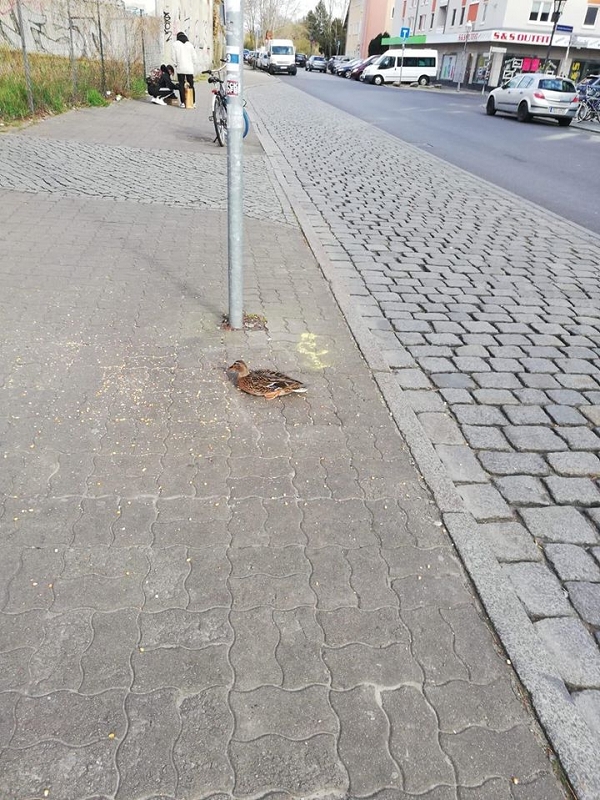 wildtiere2020 (474)