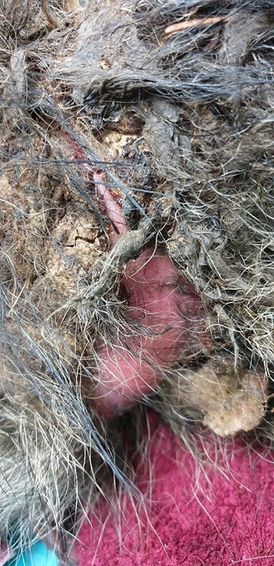 wildtiere2020 (63)