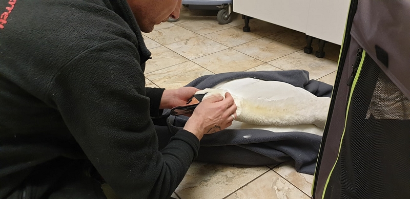 wildtiere2020 (66)