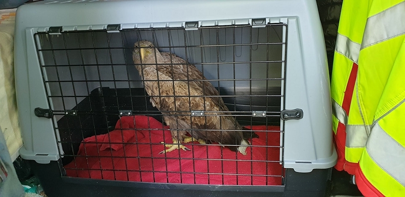 wildtiere2020 (7)