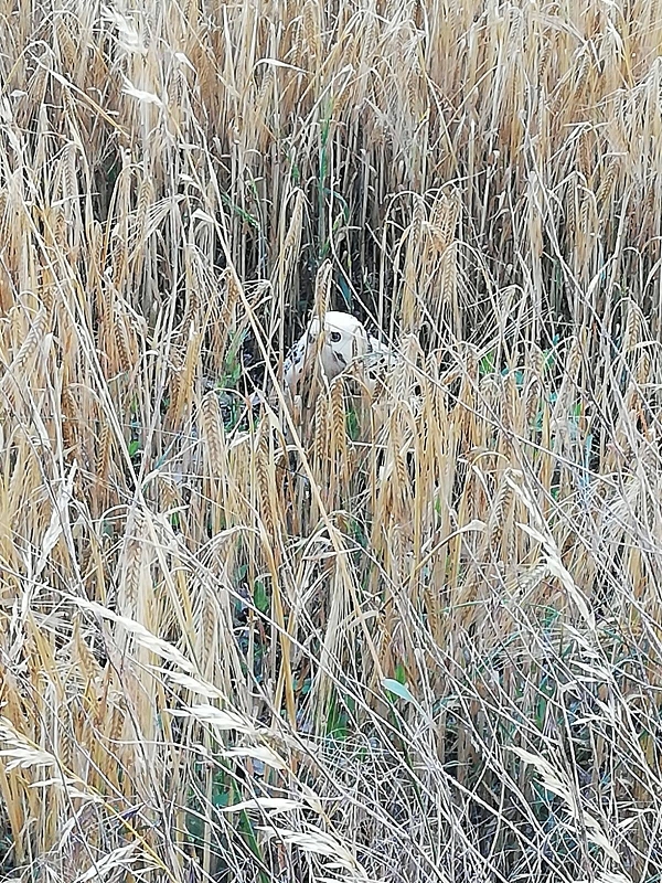 wildtiere2020 (9)