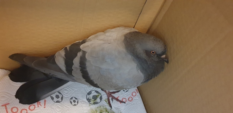 wildtierrettung20 (13)