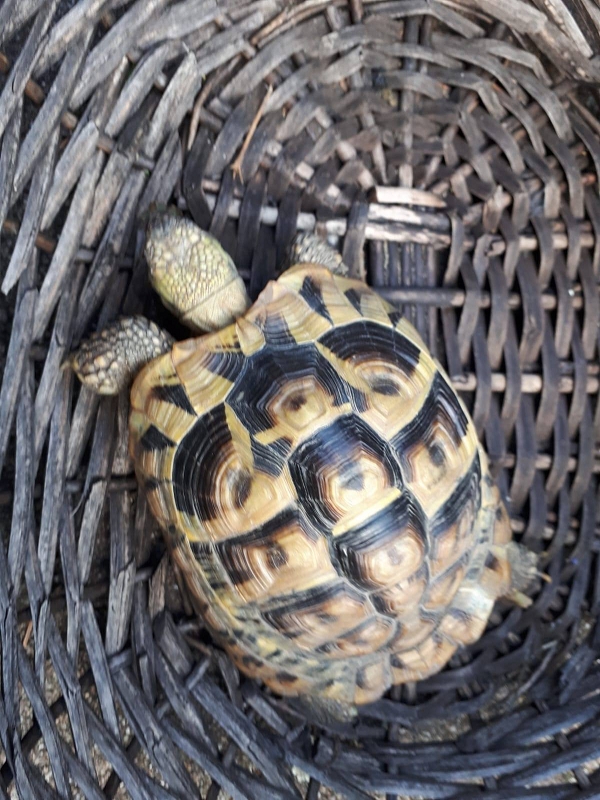 wildtierrettung20 (2)