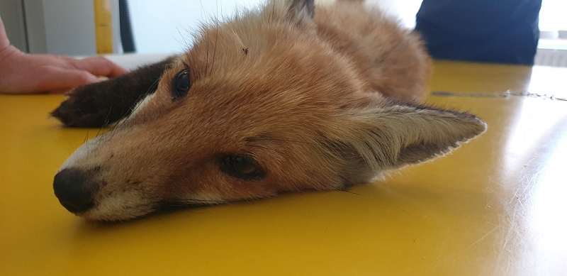 wildtierrettung20 (23)