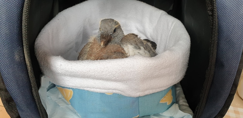 wildtierrettung20 (285)