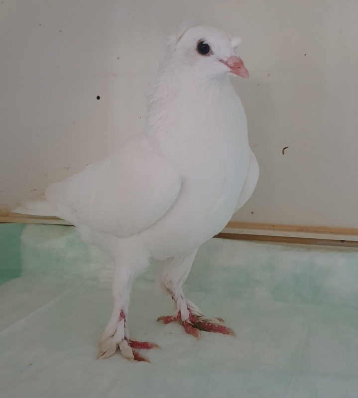 wildtierrettung20 (293)