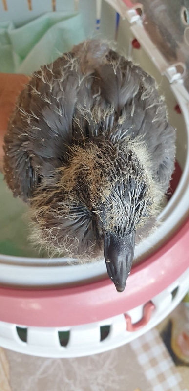 wildtierrettung20 (299)