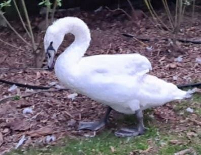 wildtierrettung20 (301)
