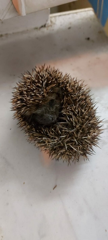 wildtierrettung20 (310)