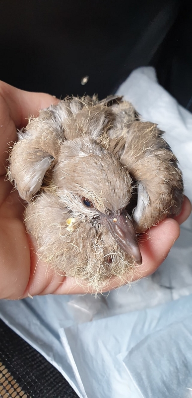 wildtierrettung20 (311)