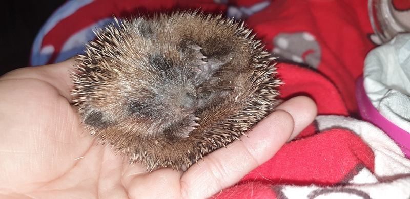 wildtierrettung20 (314)