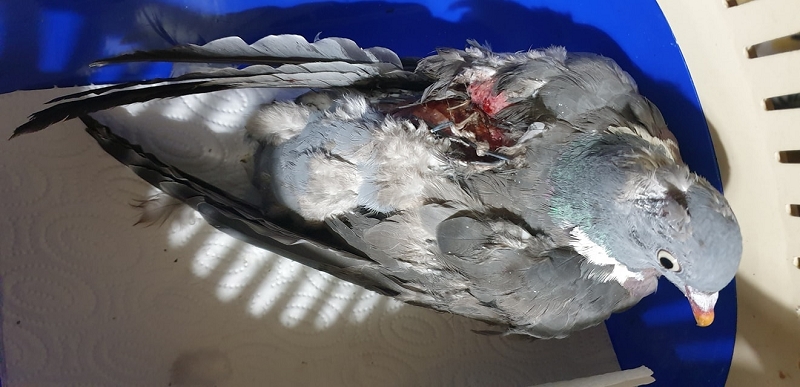 wildtierrettung20 (315)