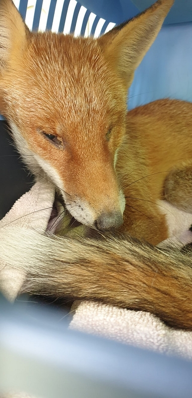 wildtierrettung20 (321)
