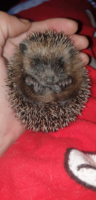 wildtierrettung20 (324)
