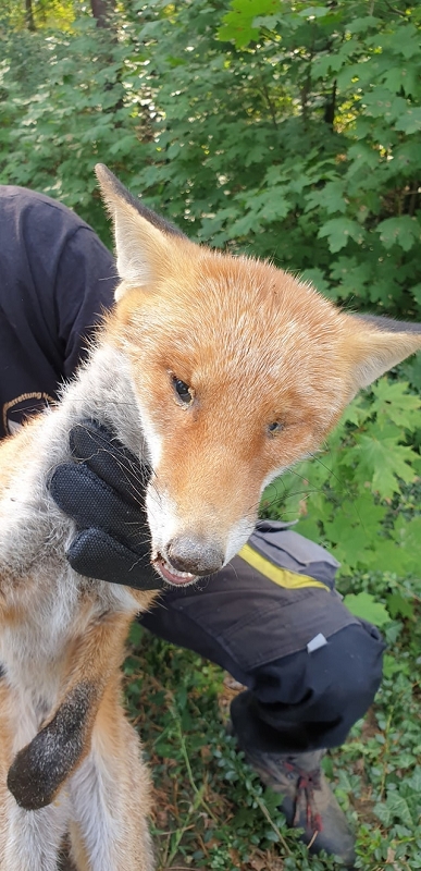 wildtierrettung20 (325)