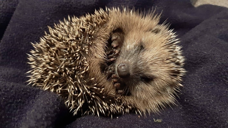 wildtierrettung20 (329)