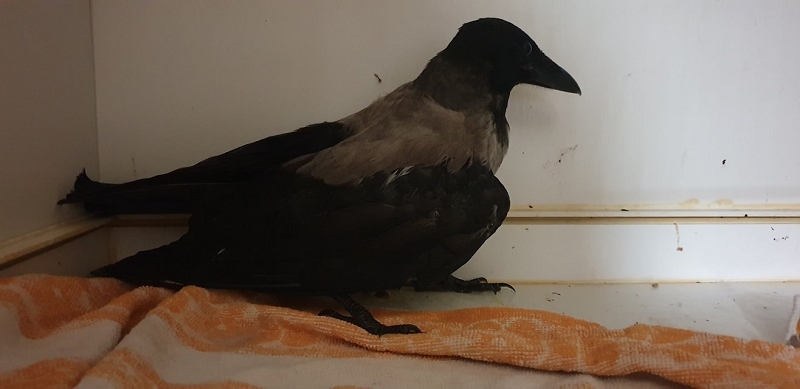 wildtierrettung20 (33)
