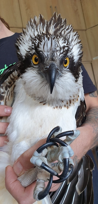 wildtierrettung20 (331)