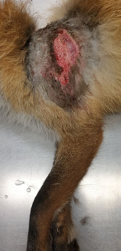 wildtierrettung20 (336)