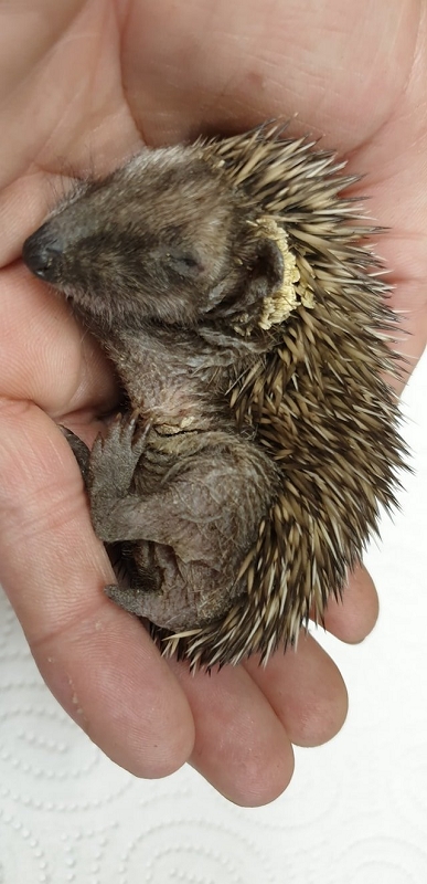 wildtierrettung20 (339)