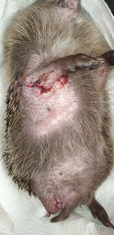 wildtierrettung20 (342)