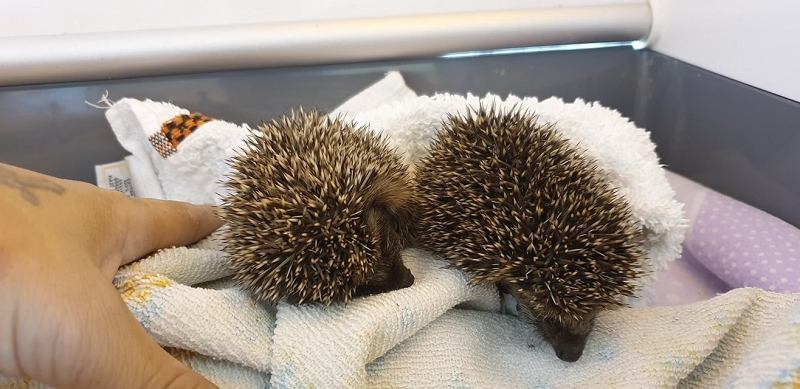 wildtierrettung20 (344)