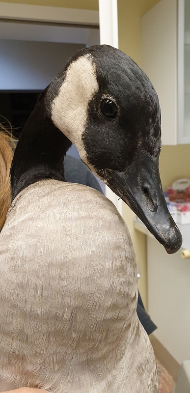 wildtierrettung20 (345)