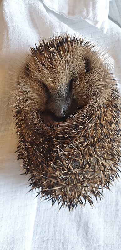wildtierrettung20 (347)