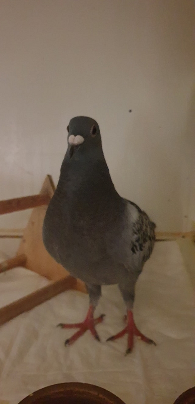 wildtierrettung20 (350)