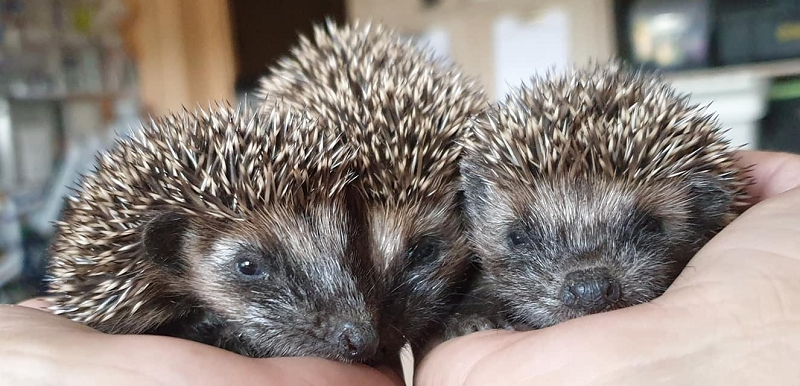 wildtierrettung20 (354)
