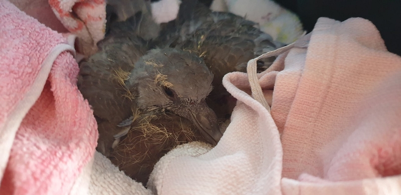 wildtierrettung20 (372)