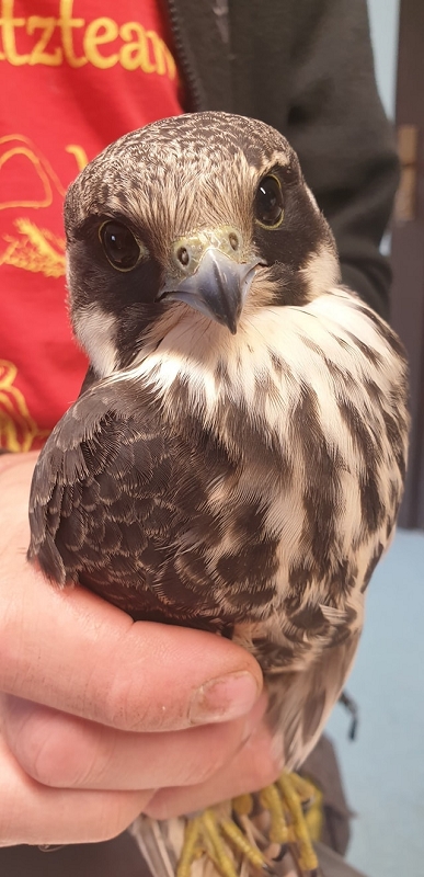 wildtierrettung20 (375)