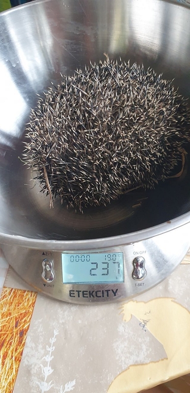 wildtierrettung20 (383)