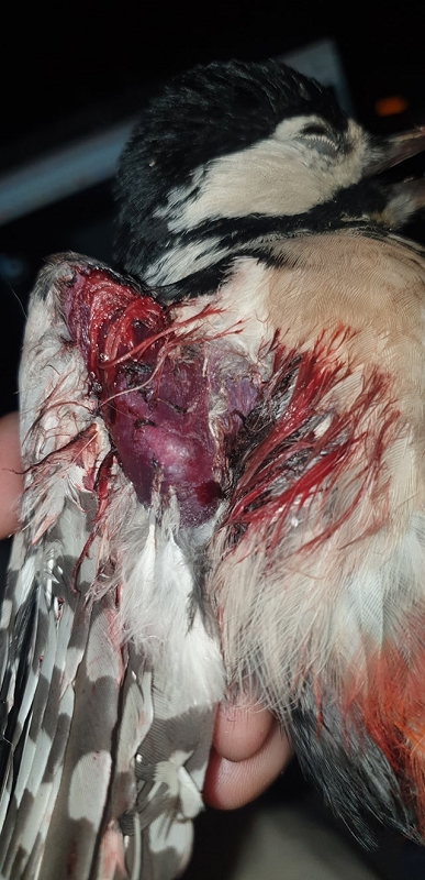 wildtierrettung20 (384)