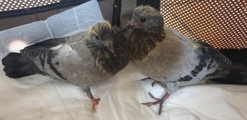 wildtierrettung20 (388)