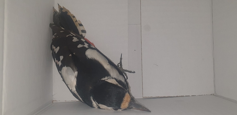 wildtierrettung20 (390)