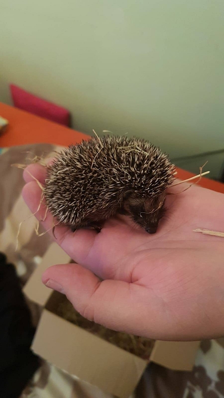 wildtierrettung20 (400)