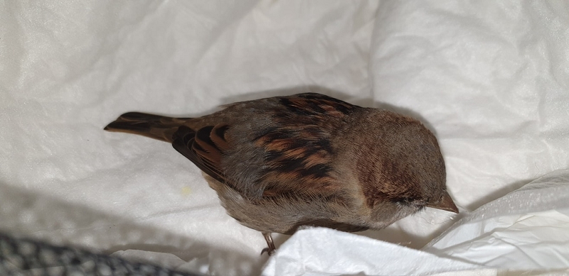 wildtierrettung20 (410)