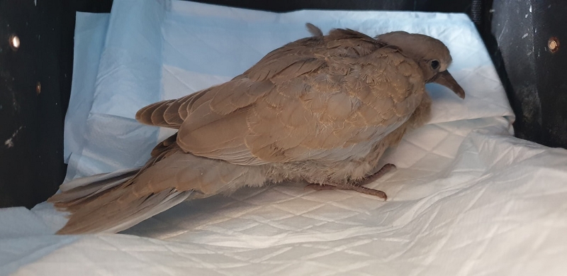wildtierrettung20 (464)